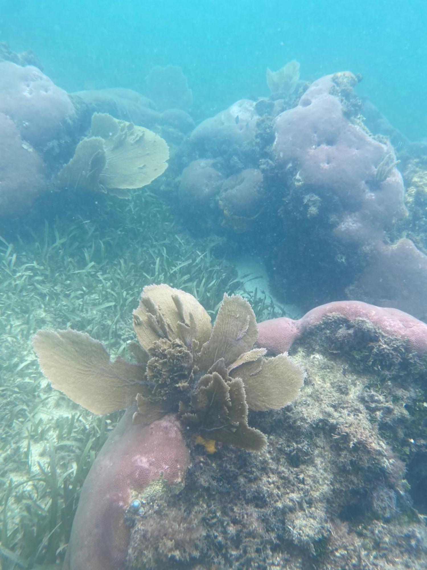 Coral Cove Inn Maya Beach 외부 사진
